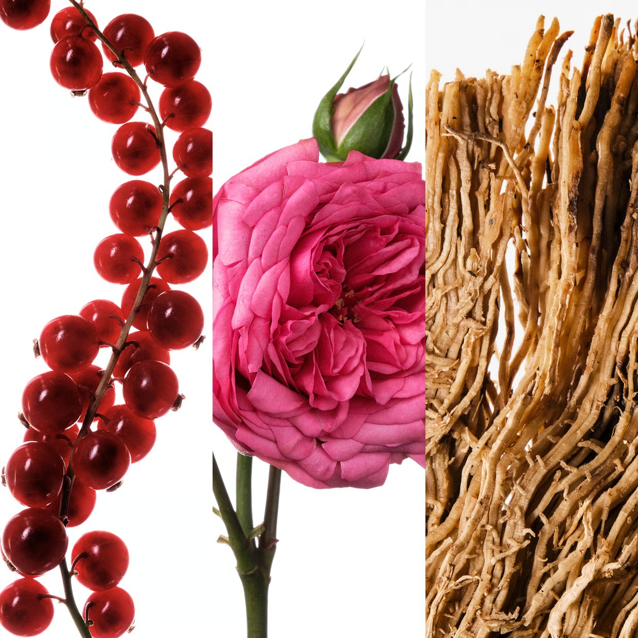 Парфюмерная вода Carolina Herr – обзор и цена Good Floral & Wedding Decor Supply Photos